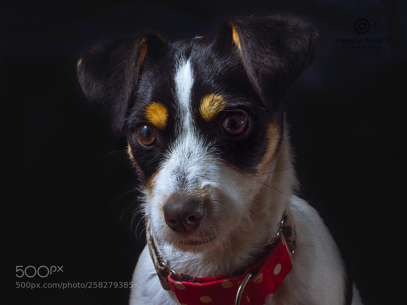 Olympus OM-D E-M1 sample photo. Jack russell terrier portrait photography