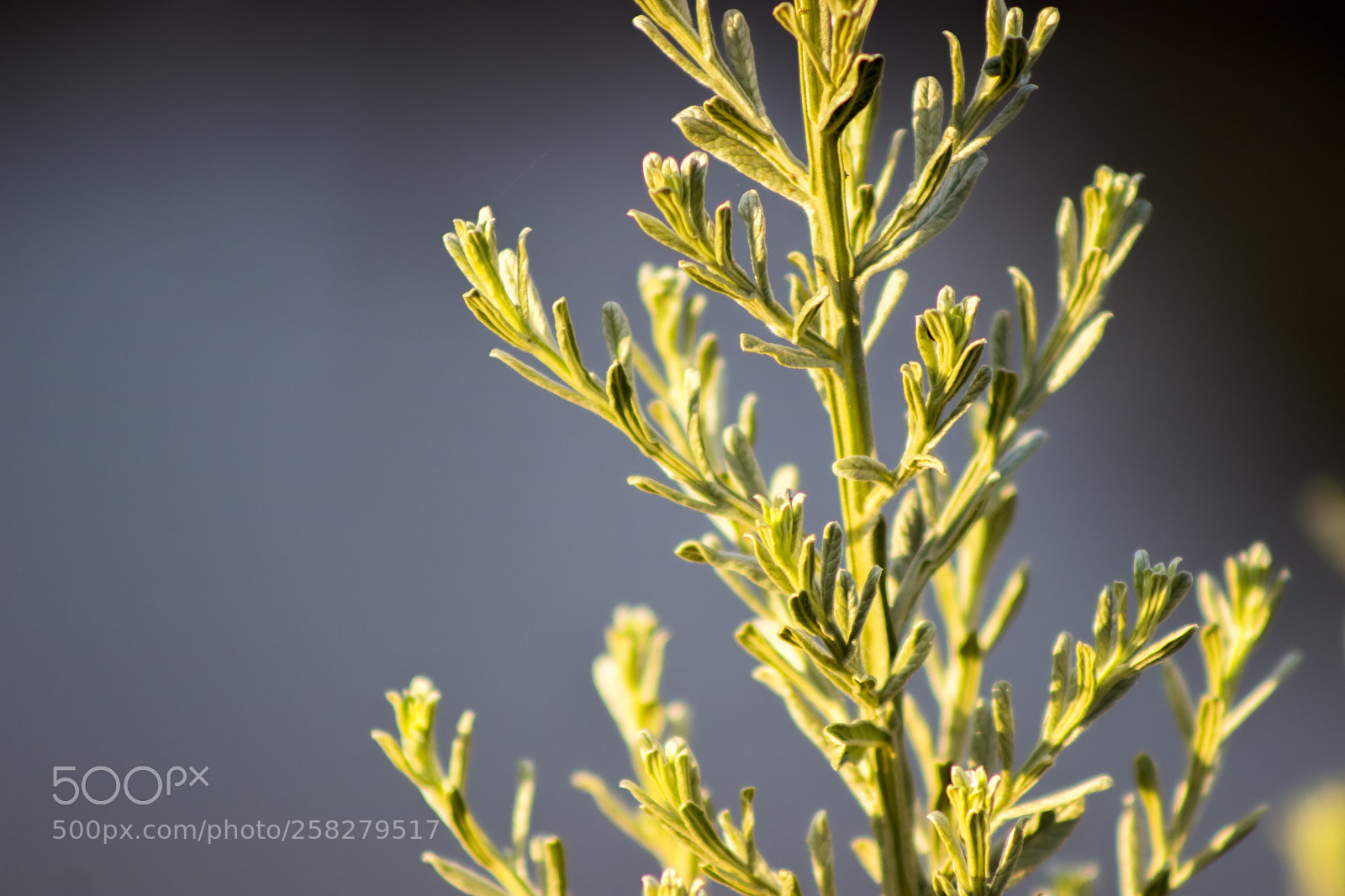 Canon EOS 600D (Rebel EOS T3i / EOS Kiss X5) sample photo. Golden hour photography