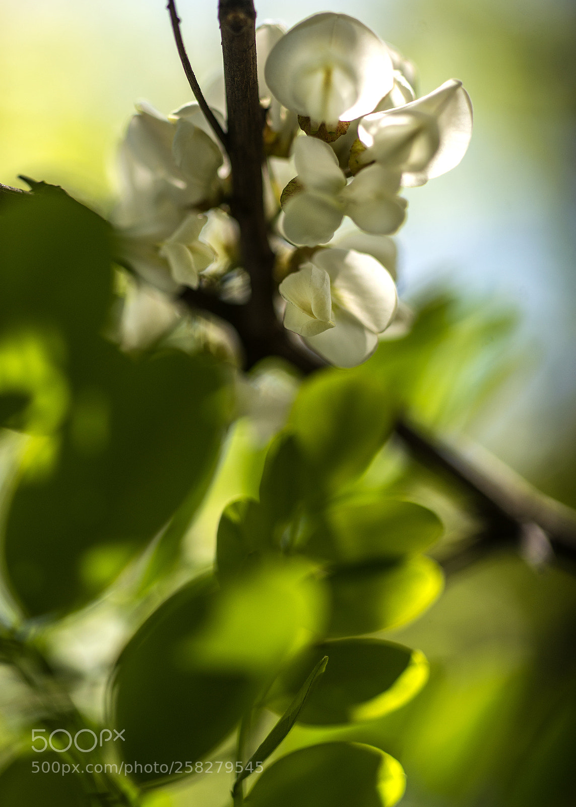 Nikon D800 sample photo. Acacia photography