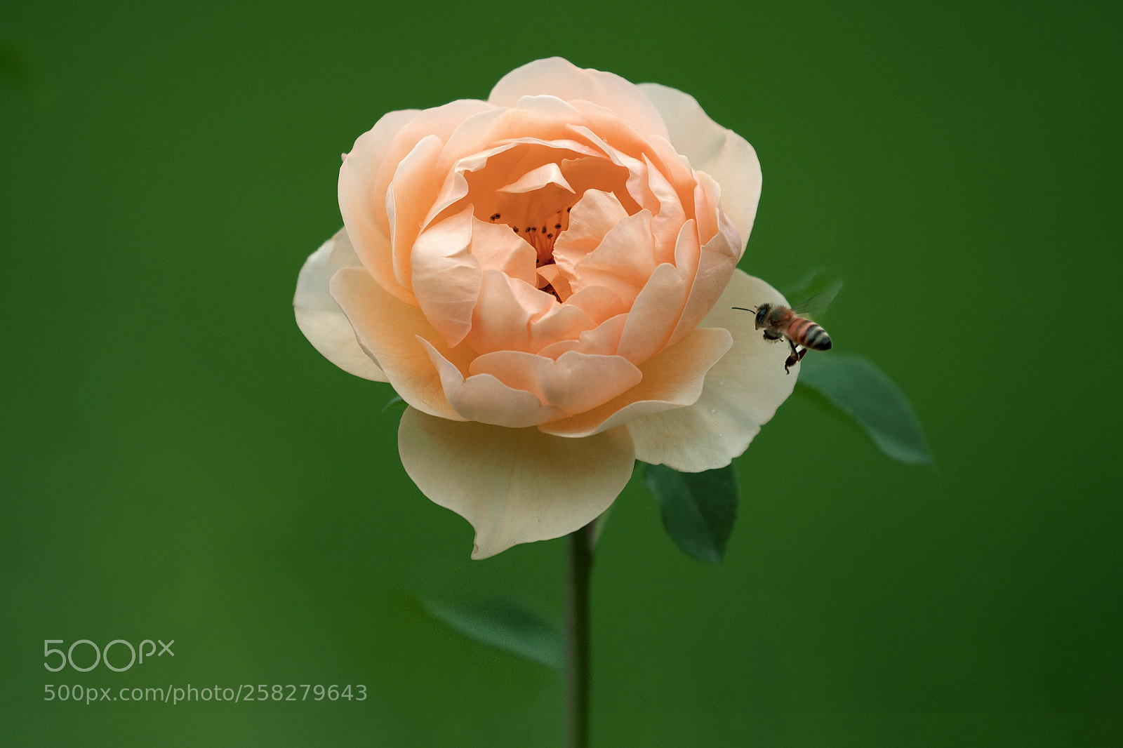 Sony a7R III sample photo. Rose photography