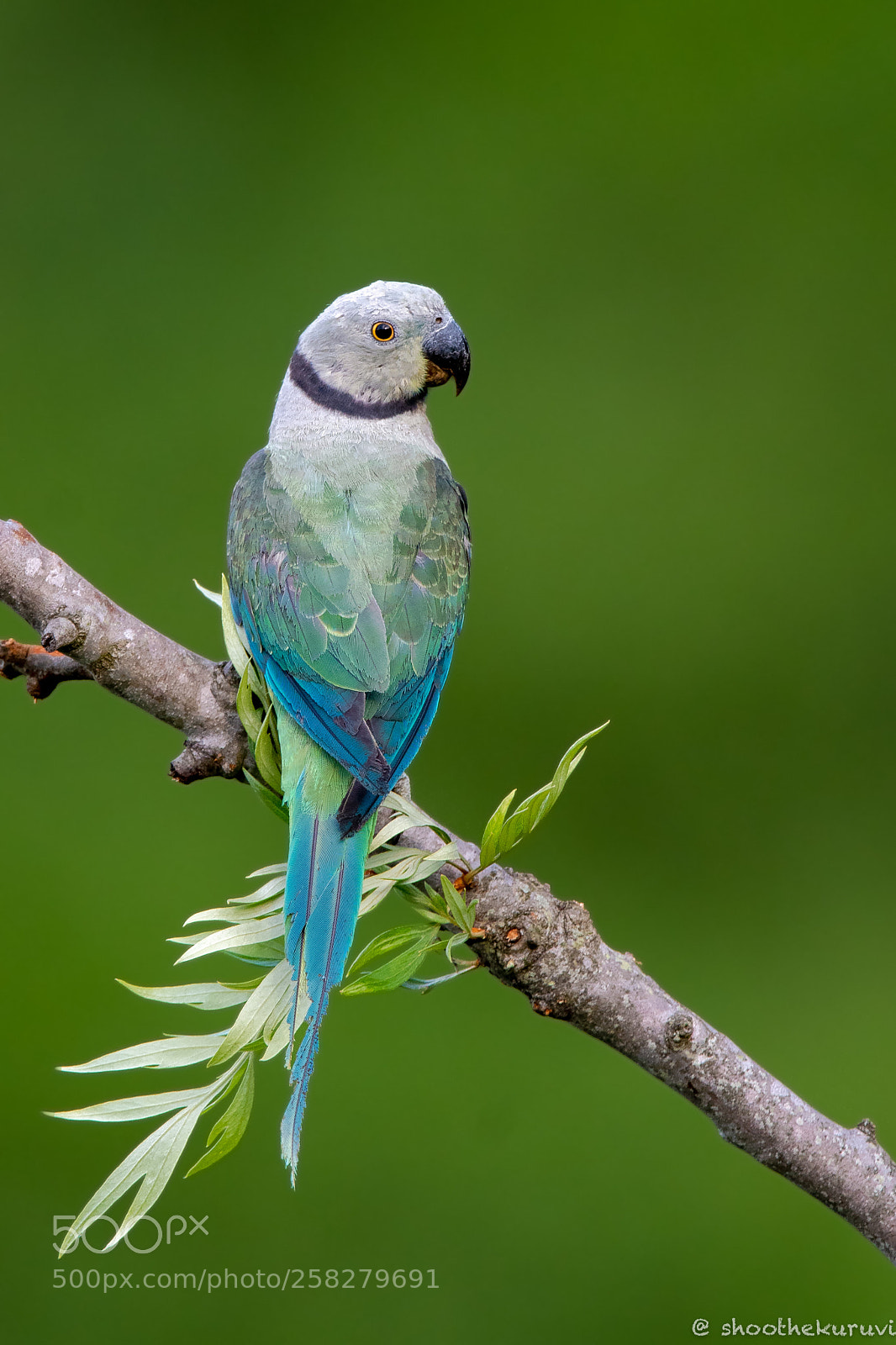 Nikon D500 sample photo. Blue-winged parakeet photography