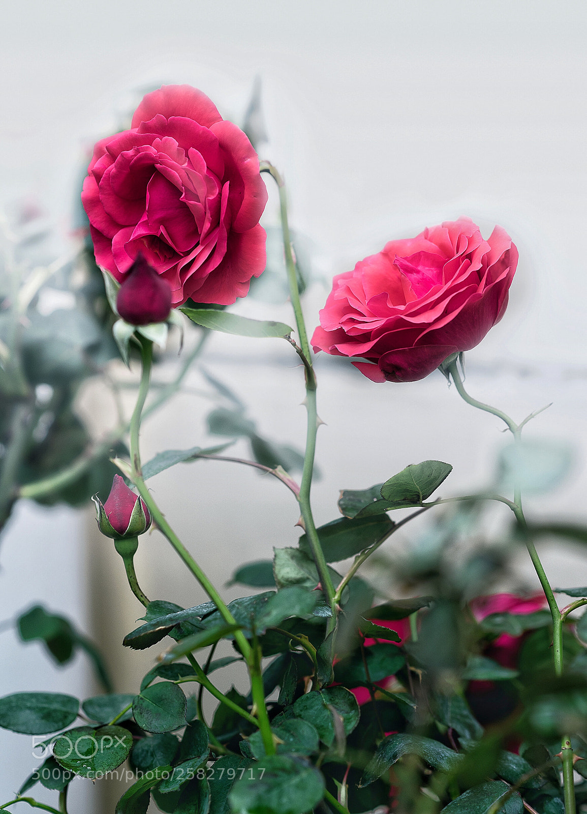 Nikon D810 sample photo. Untitled photography