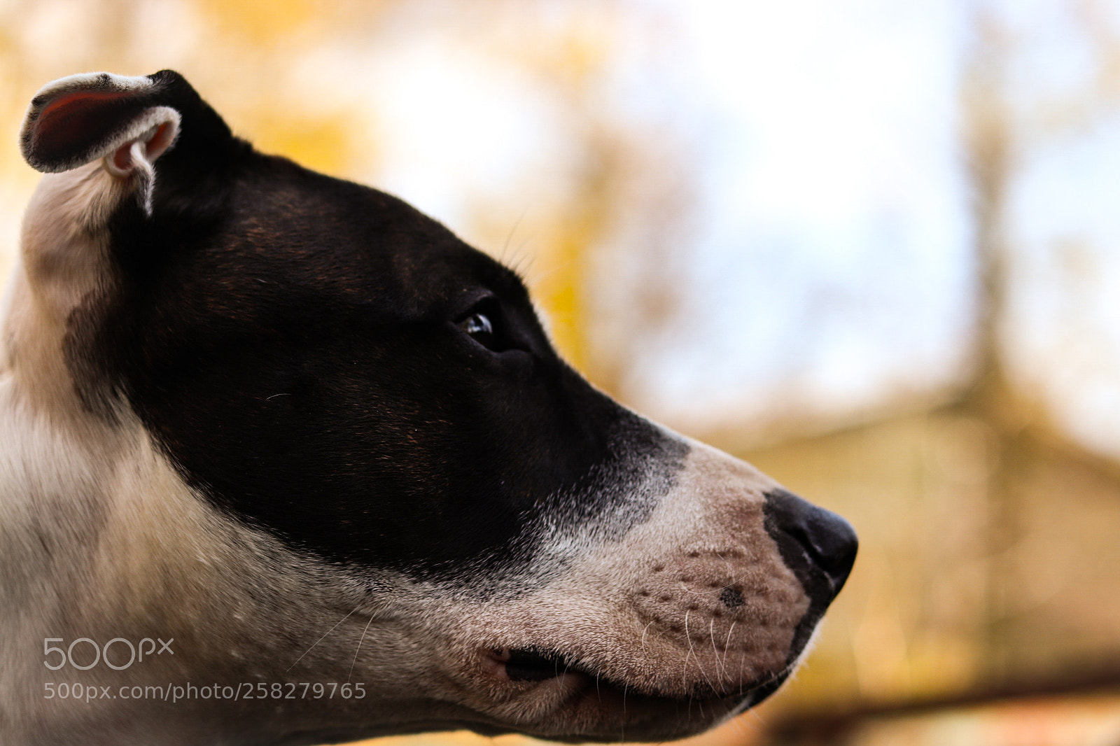 Canon EOS 77D (EOS 9000D / EOS 770D) sample photo. Chika photography