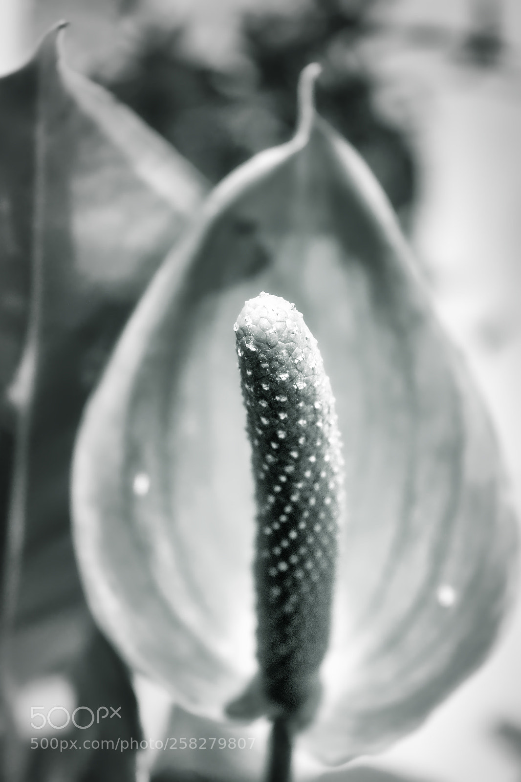 Canon EOS 100D (EOS Rebel SL1 / EOS Kiss X7) sample photo. Beautiful dream lily photography