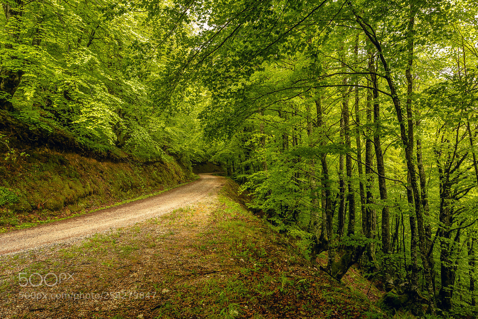 Canon EOS 6D sample photo. Bosques de quiros photography