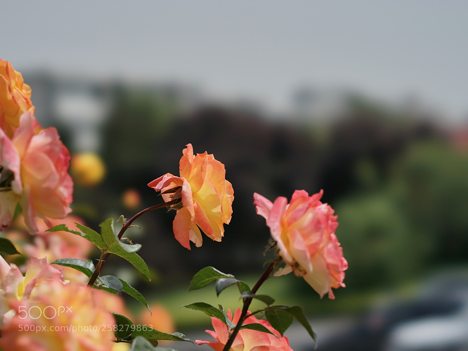 Sony a7 II sample photo. 向着太阳 photography