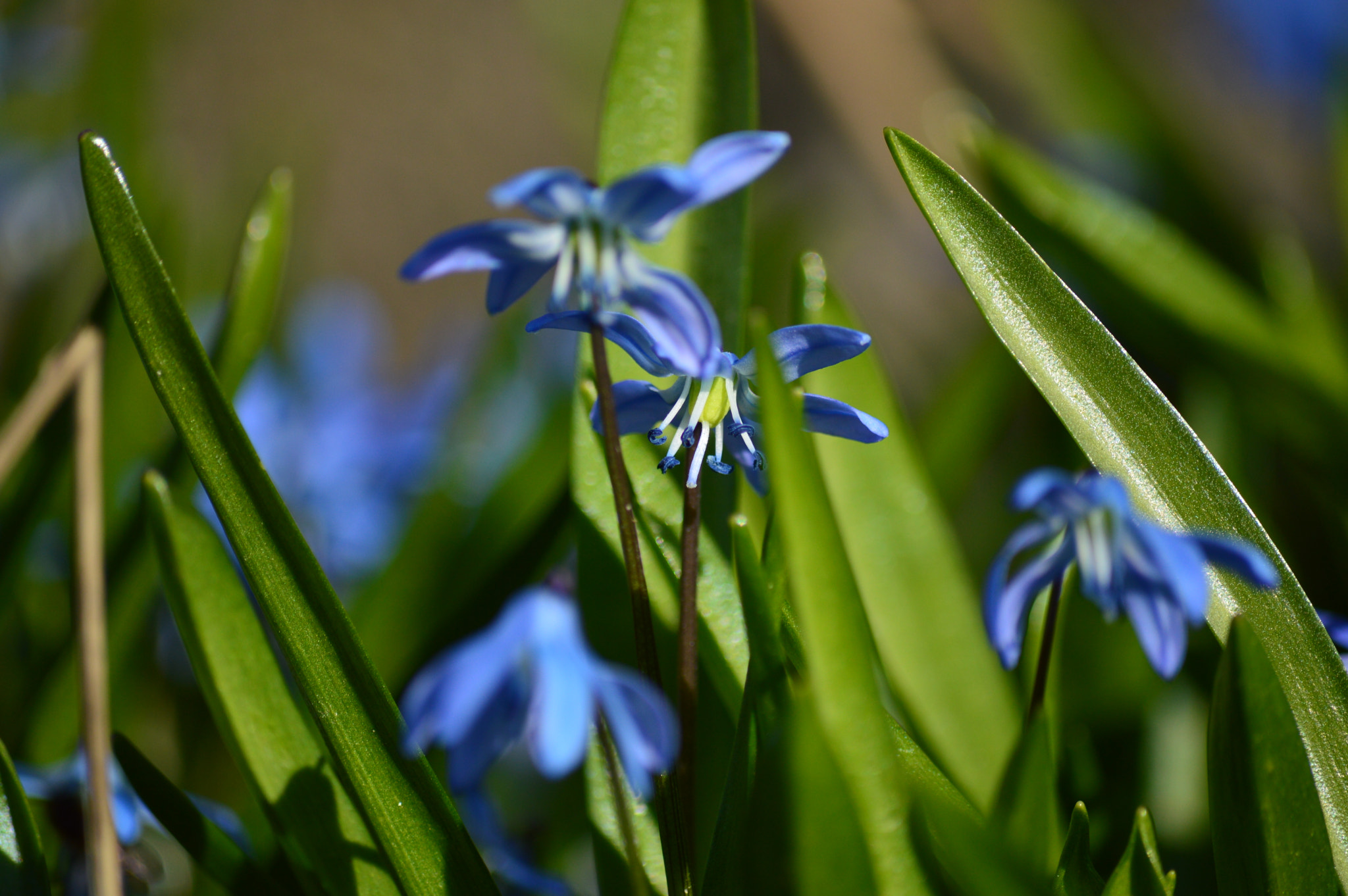 Nikon D3200 sample photo. Flower photography