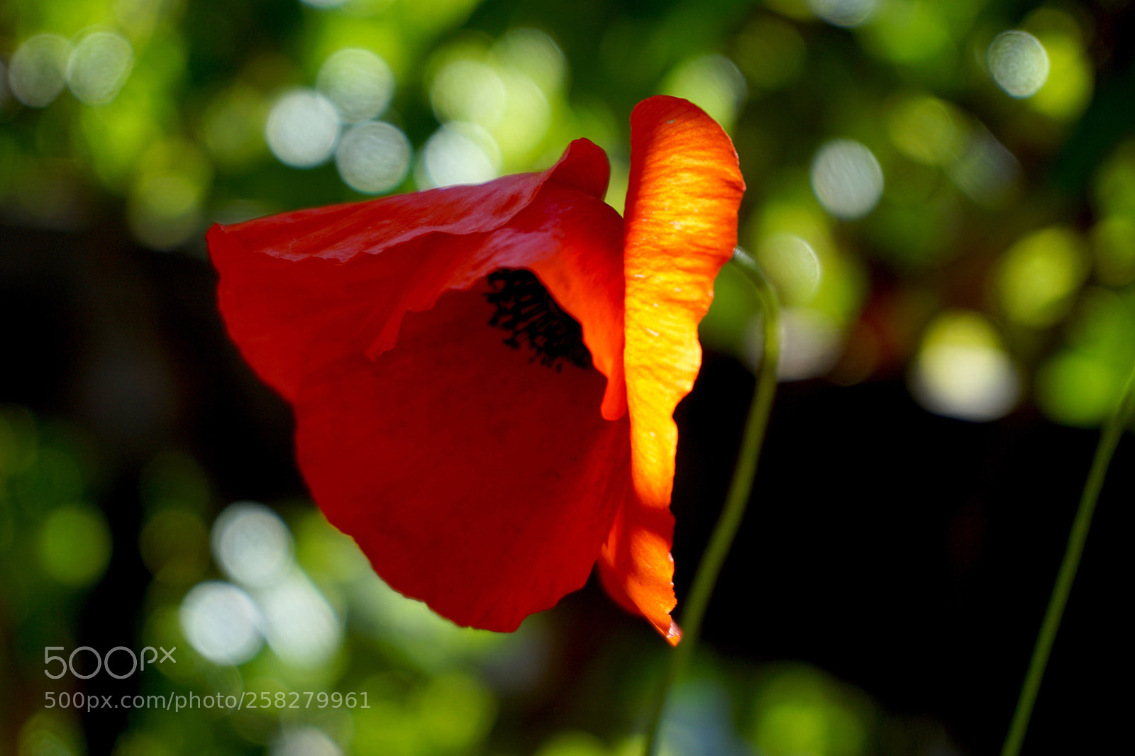 Sony a6000 sample photo. Don’t be shy photography