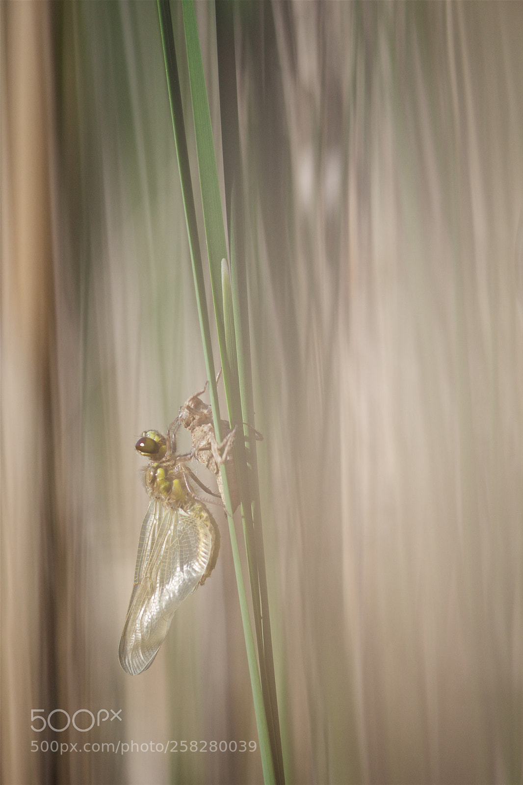 Nikon D810 sample photo. New life. photography