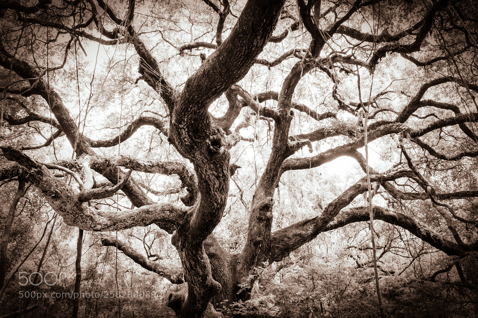 Canon EOS 77D (EOS 9000D / EOS 770D) sample photo. Florida tree photography