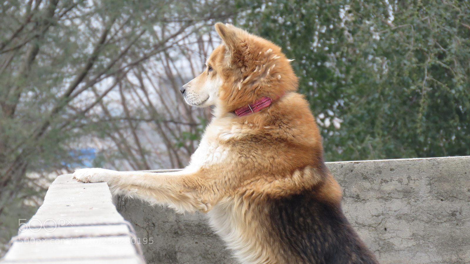 Canon PowerShot SX60 HS sample photo. Dog overwatch photography
