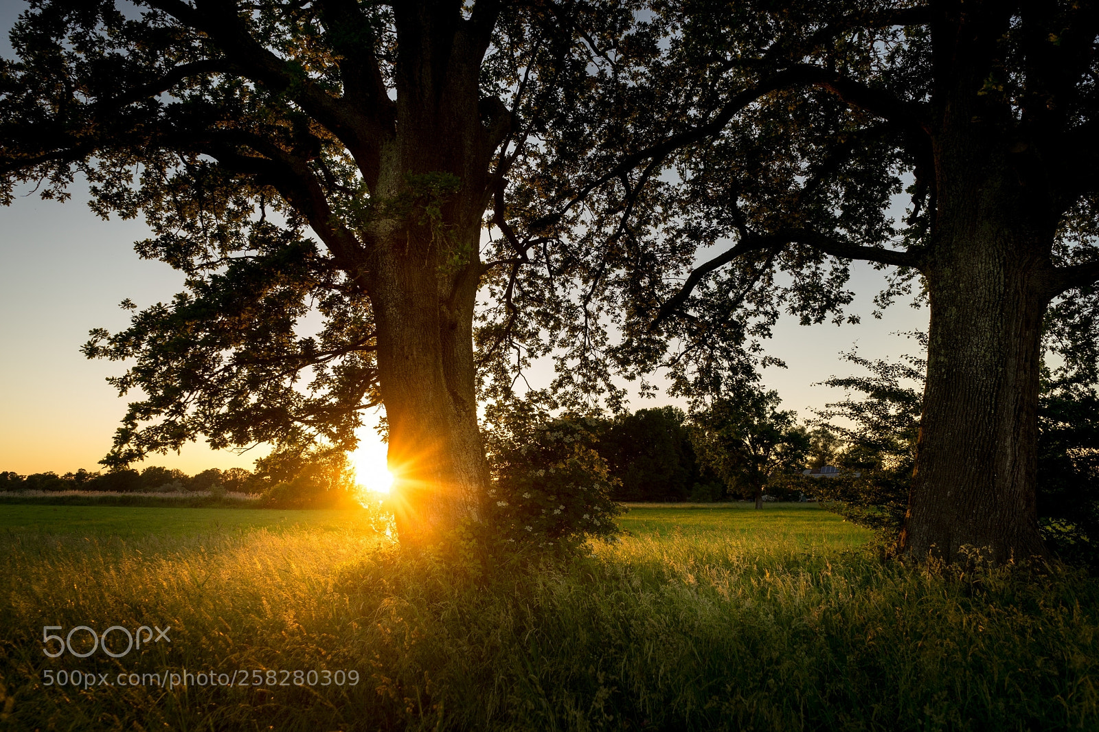 Sony a7 II sample photo. Lachsgang sunset stroll photography
