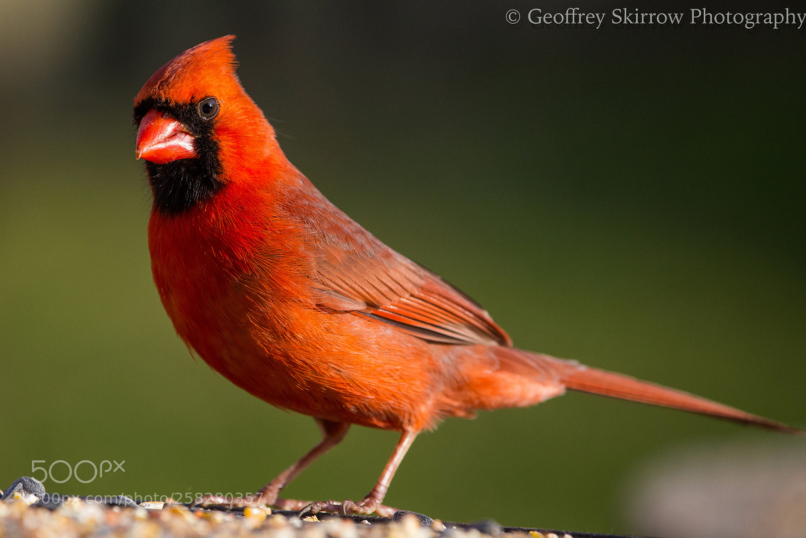 Canon EOS 6D sample photo. Male cardinal photography