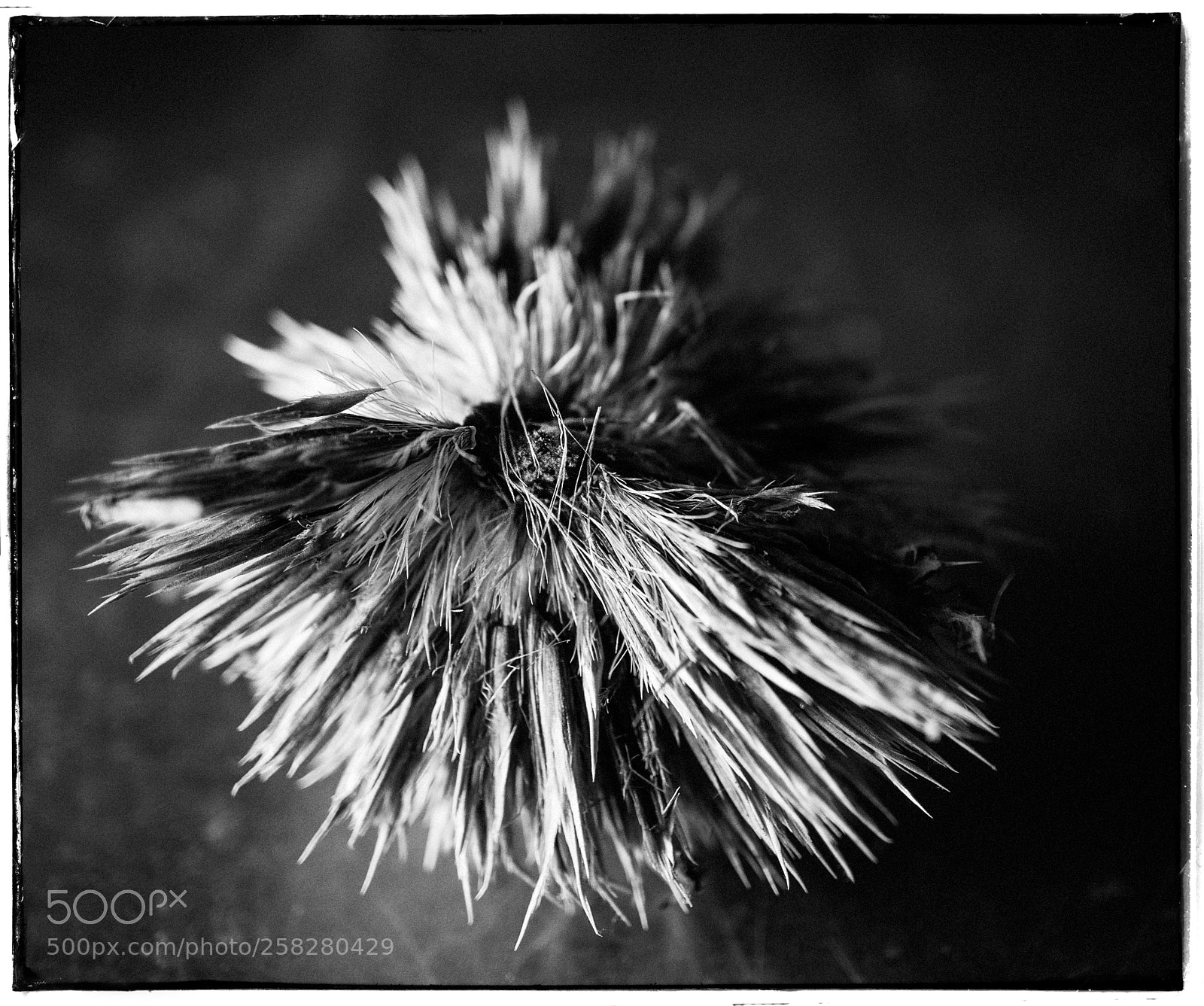 Sony a7 sample photo. Fading blossom photography