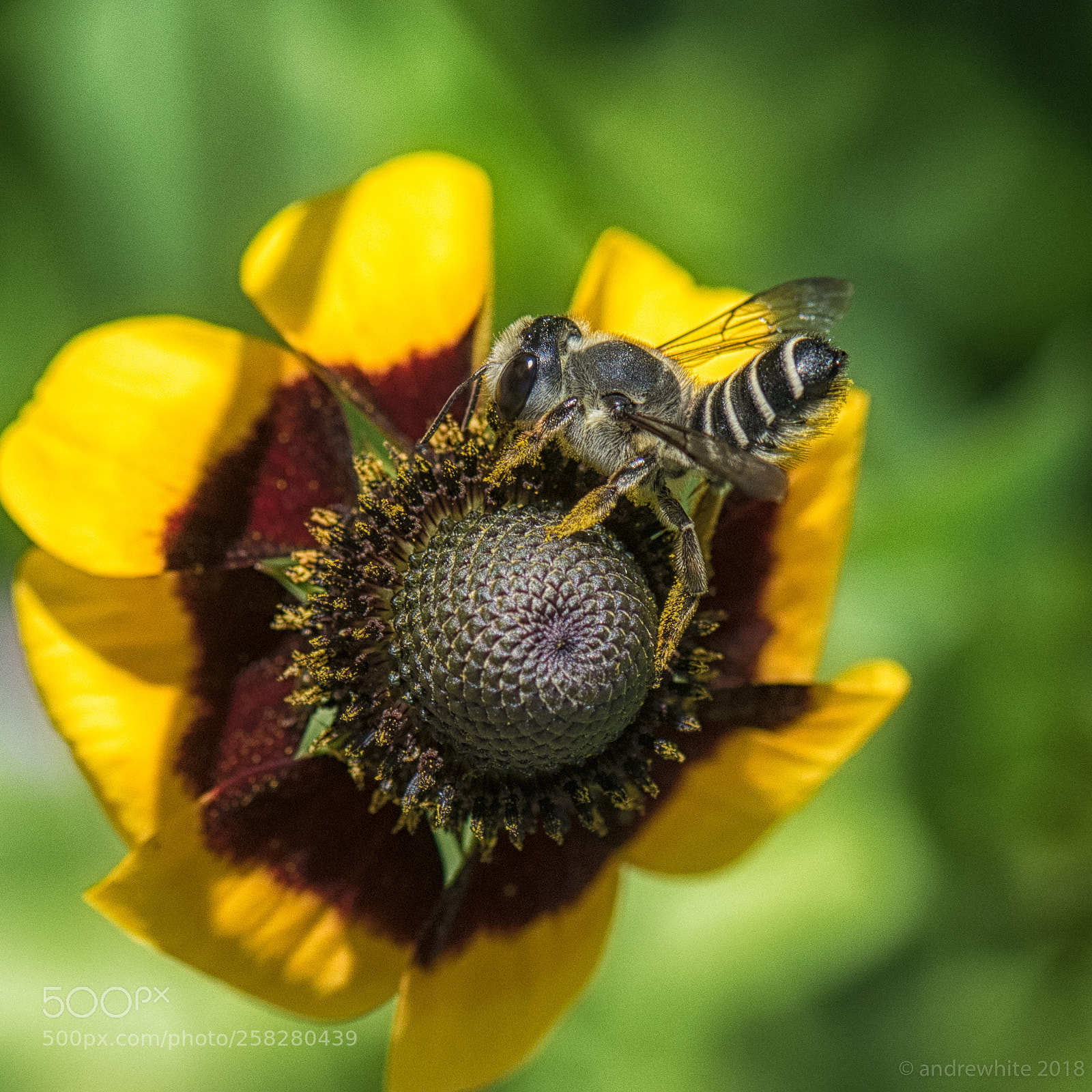 Nikon D850 sample photo. Cute little guy photography
