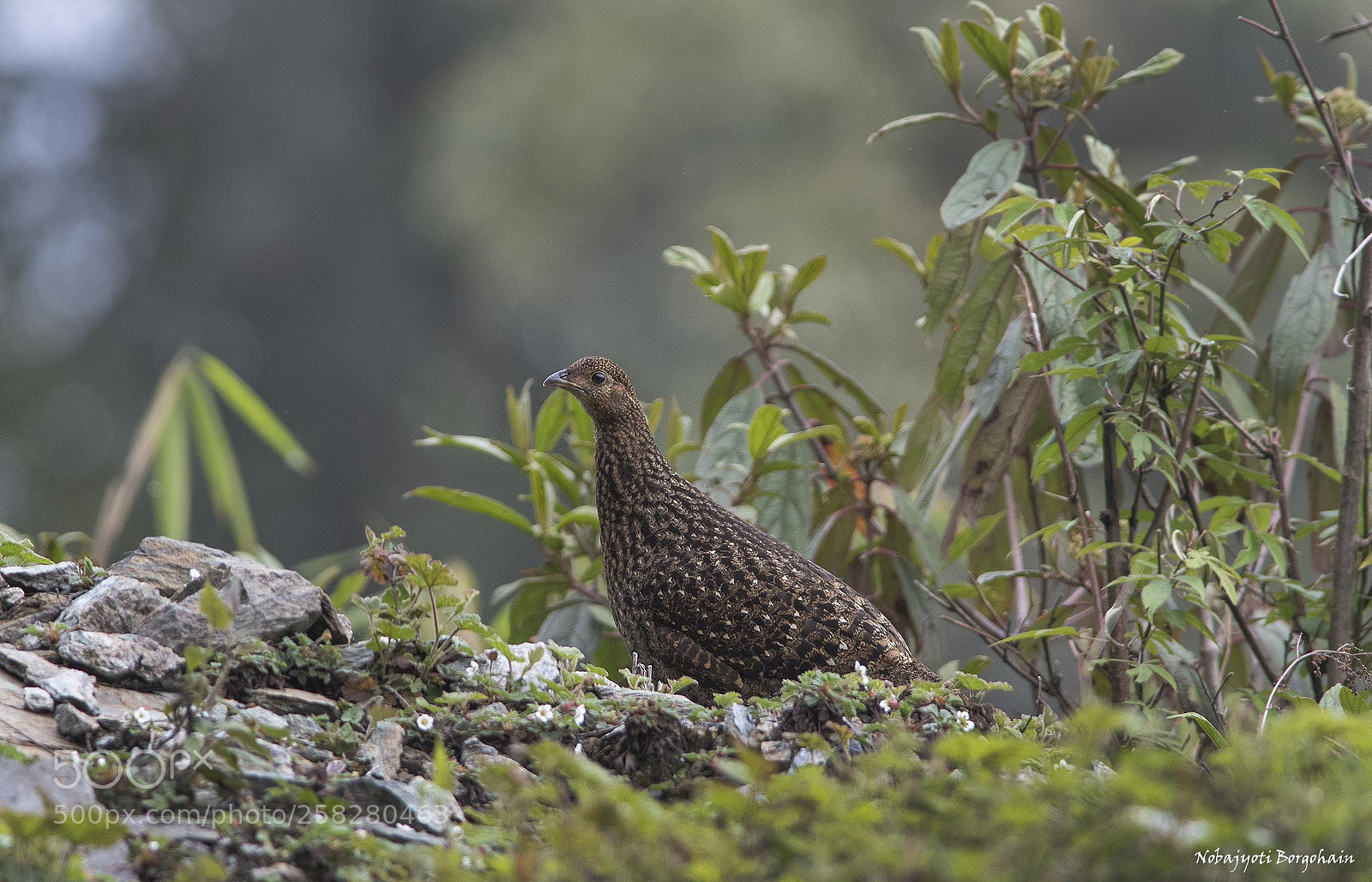 Nikon D500 sample photo. Blyth's tragopan female photography