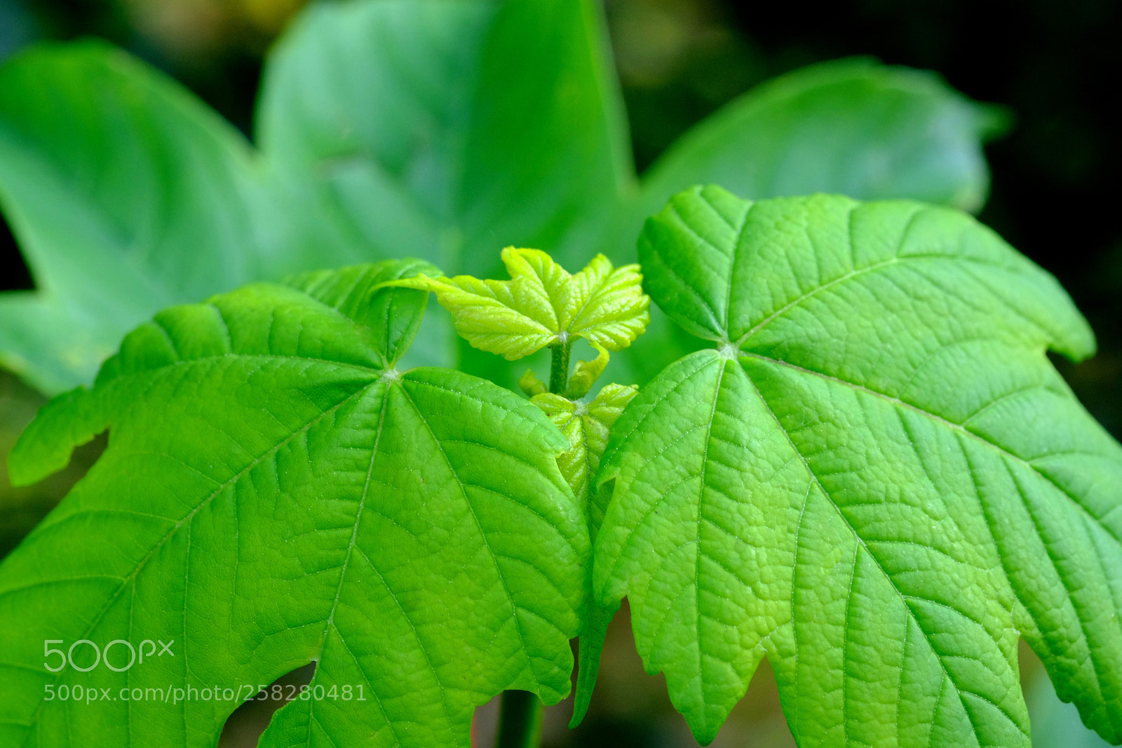 Fujifilm X-T20 sample photo. Macro shot of maple photography