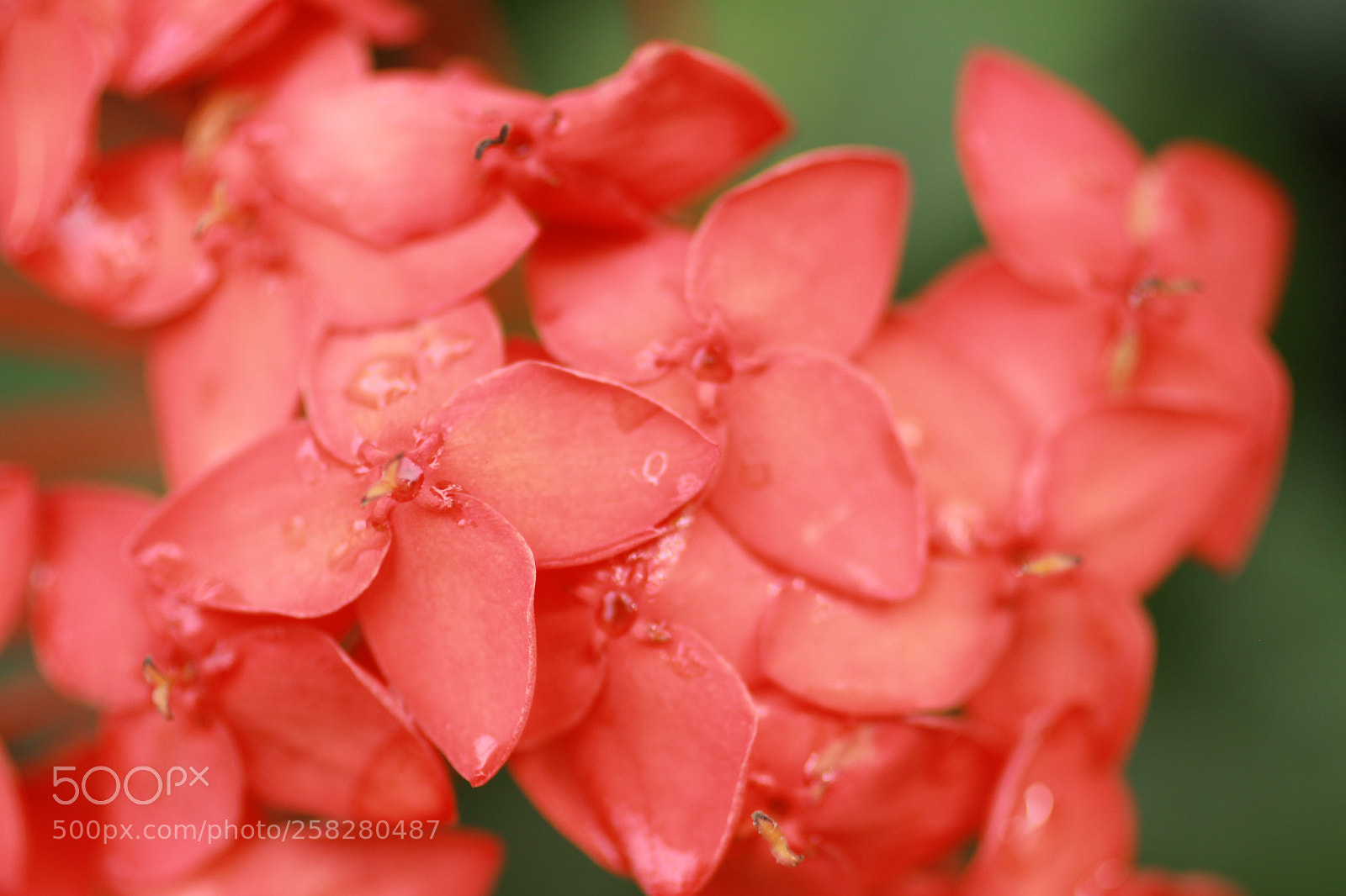Canon EOS 50D sample photo. Macro shot of red photography