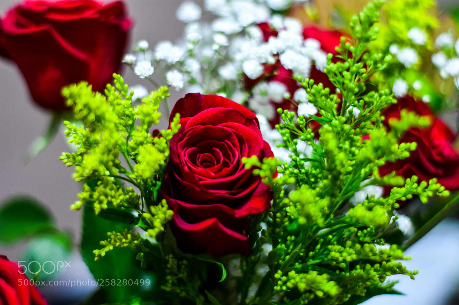 Nikon D3400 sample photo. Macro shot of red photography