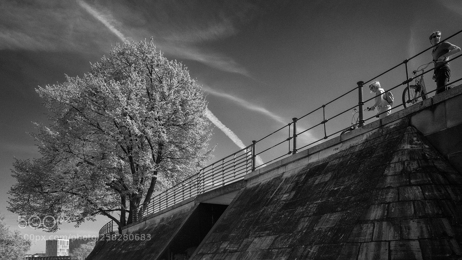 Leica Q (Typ 116) sample photo. El a rbol de photography