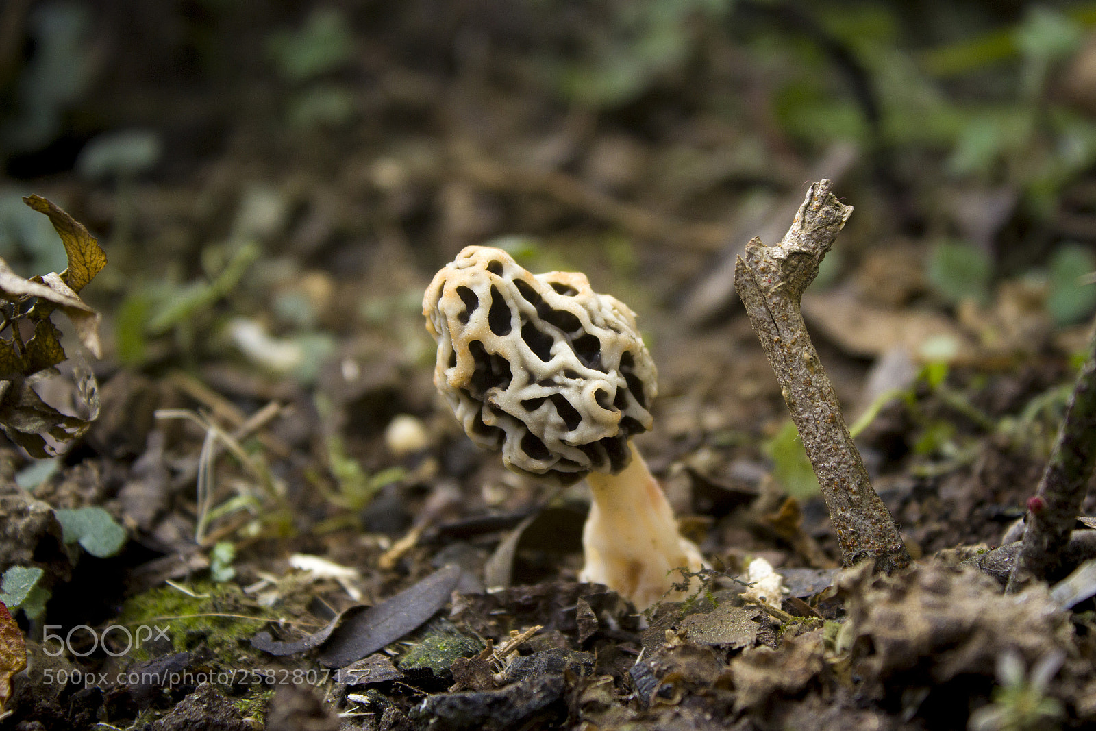 Canon EOS 600D (Rebel EOS T3i / EOS Kiss X5) sample photo. Wild mushroom photography