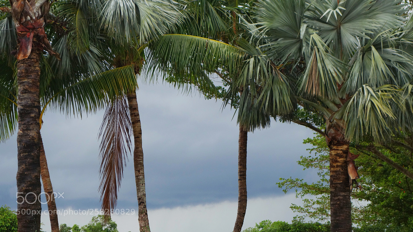 Sony Cyber-shot DSC-RX100 II sample photo. Wind blown palms photography