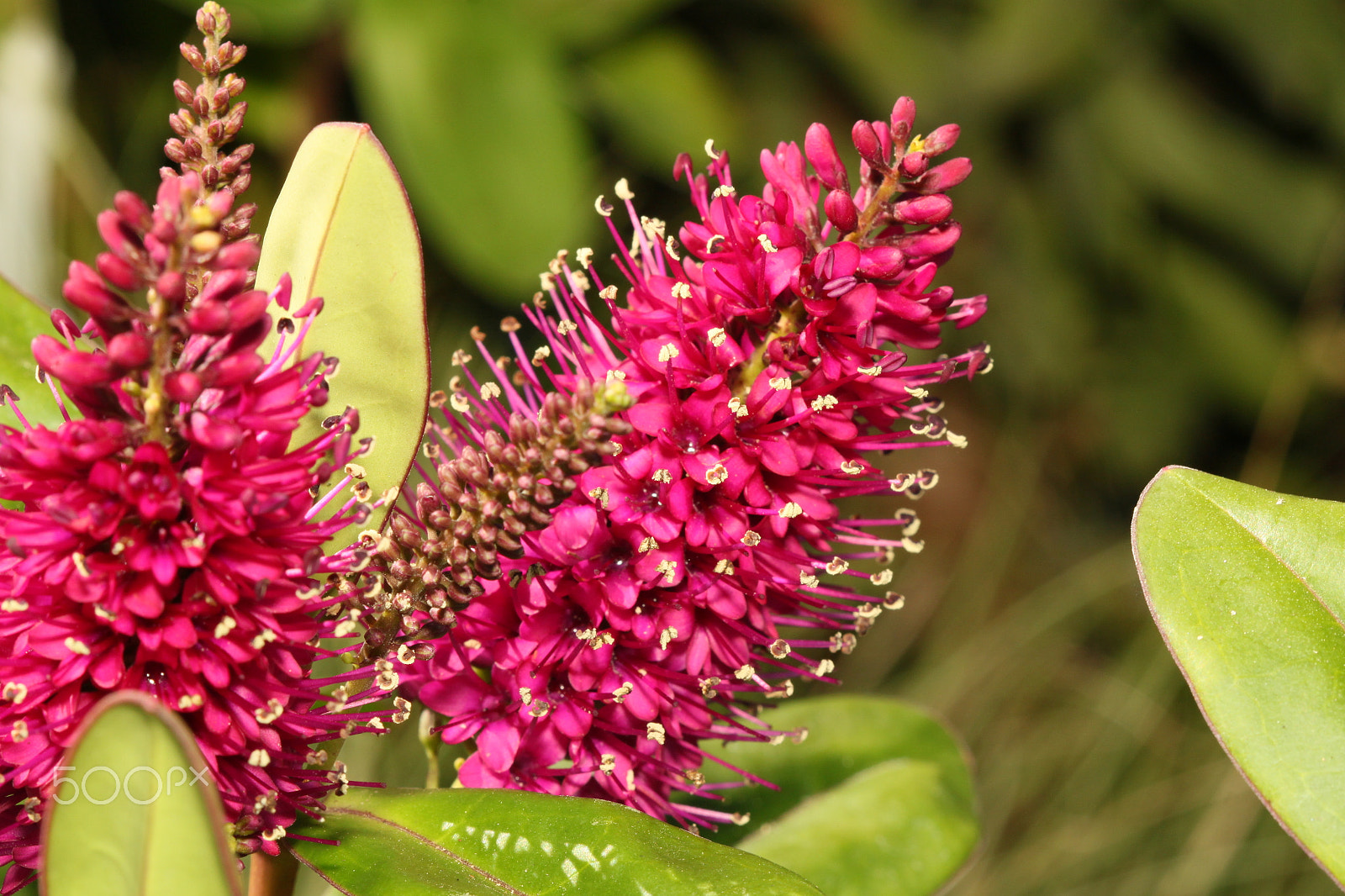 Canon EF 100mm F2.8 Macro USM sample photo. Img photography
