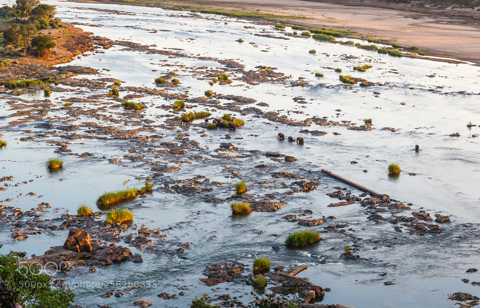 Canon EOS 5D Mark II sample photo. Elephants crossing the olifants photography