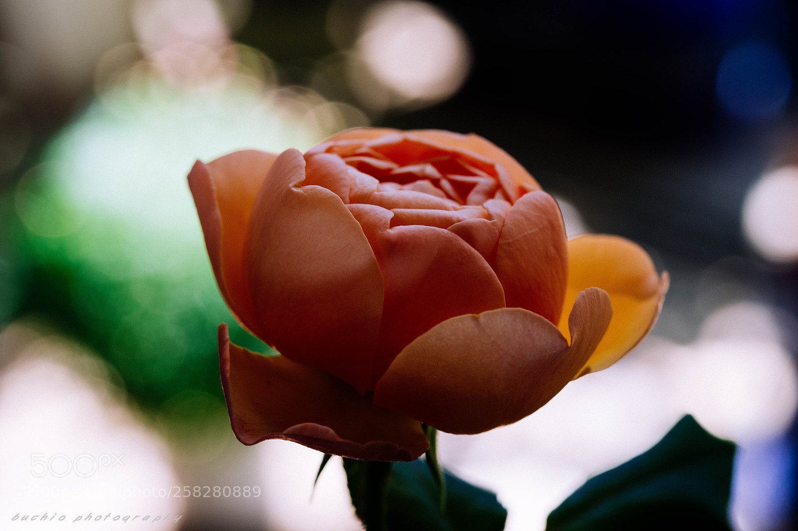Olympus OM-D E-M1 Mark II sample photo. Rose photography