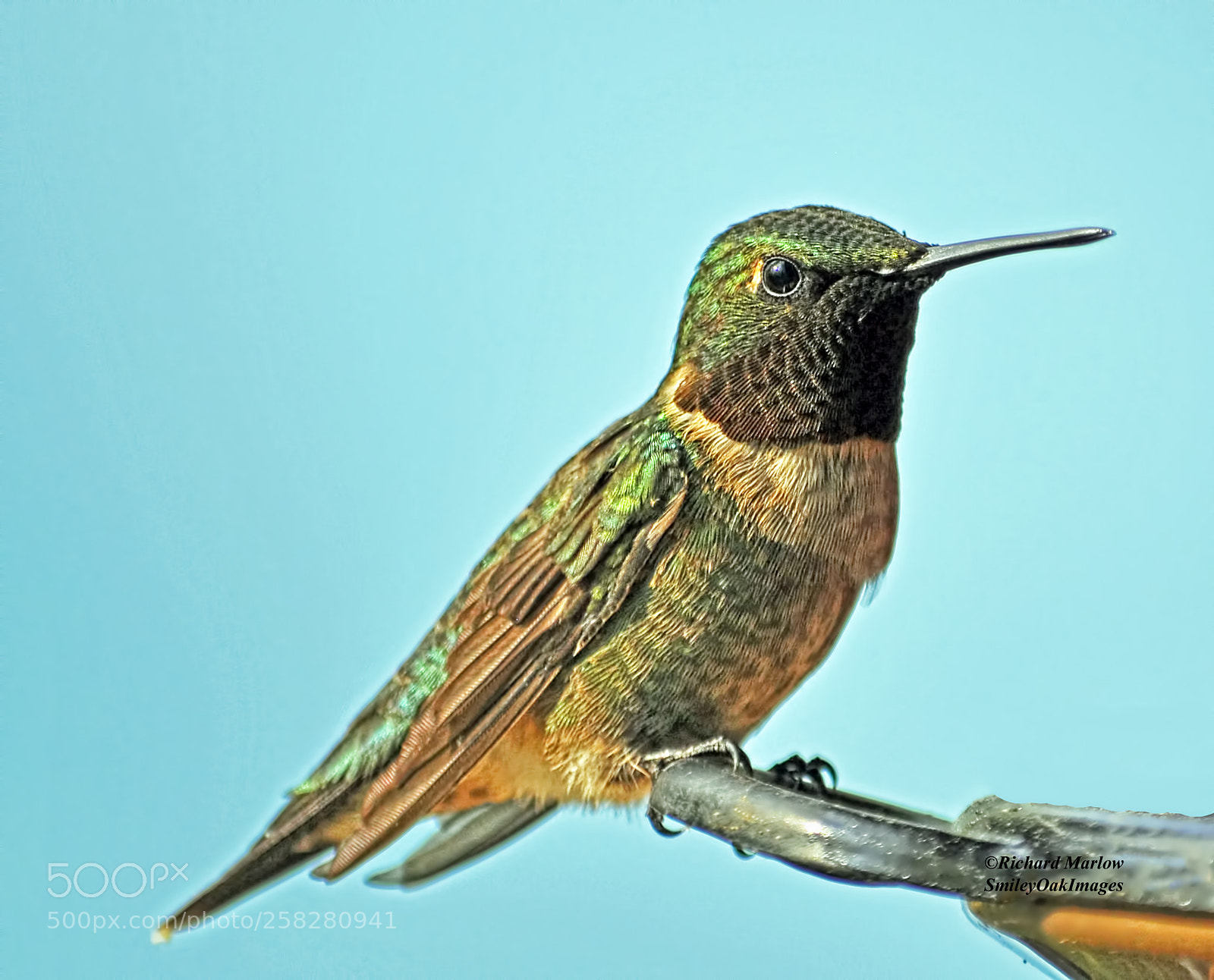 Nikon D5000 sample photo. Hummingbird photography