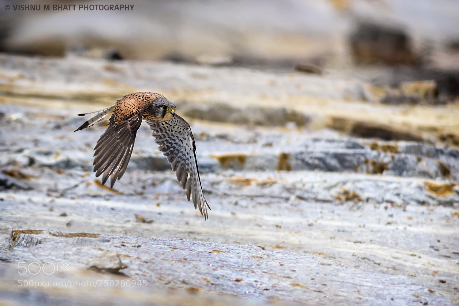 Nikon D810 sample photo. Kestrel kite photography