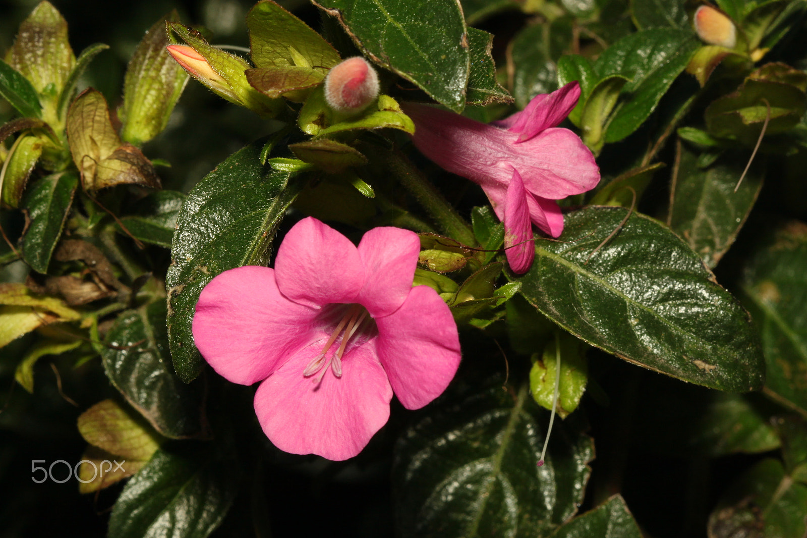 Canon EF 100mm F2.8 Macro USM sample photo. Img photography