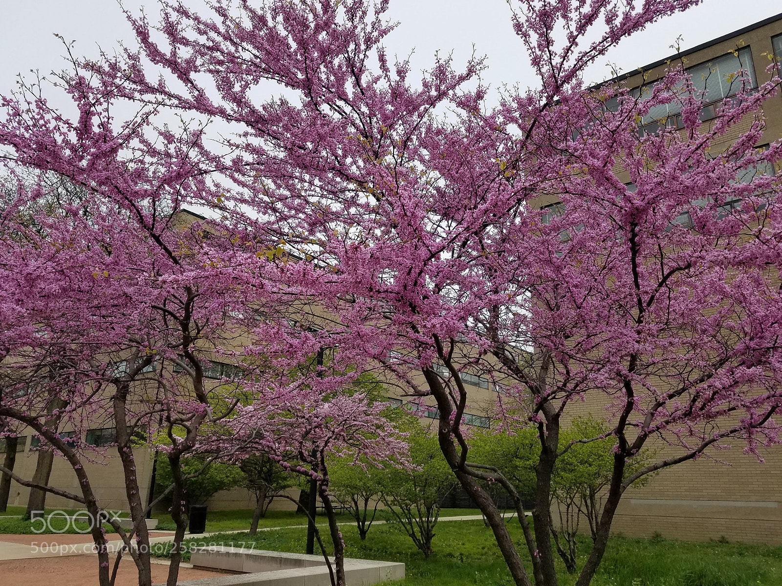 Samsung Galaxy S7 sample photo. Blooming peach trees.jpg photography