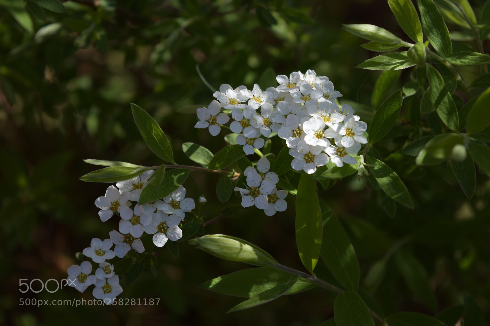 Nikon D5500 sample photo. Spring flowers photography