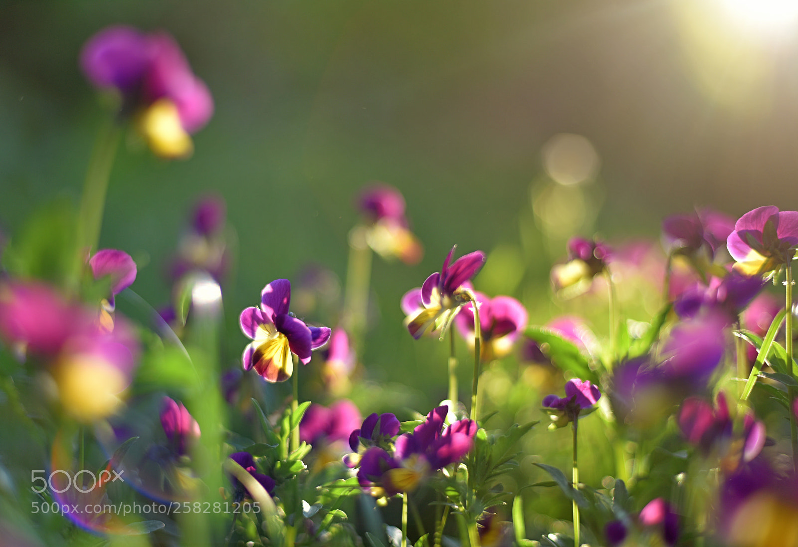 Nikon D810 sample photo. *** photography