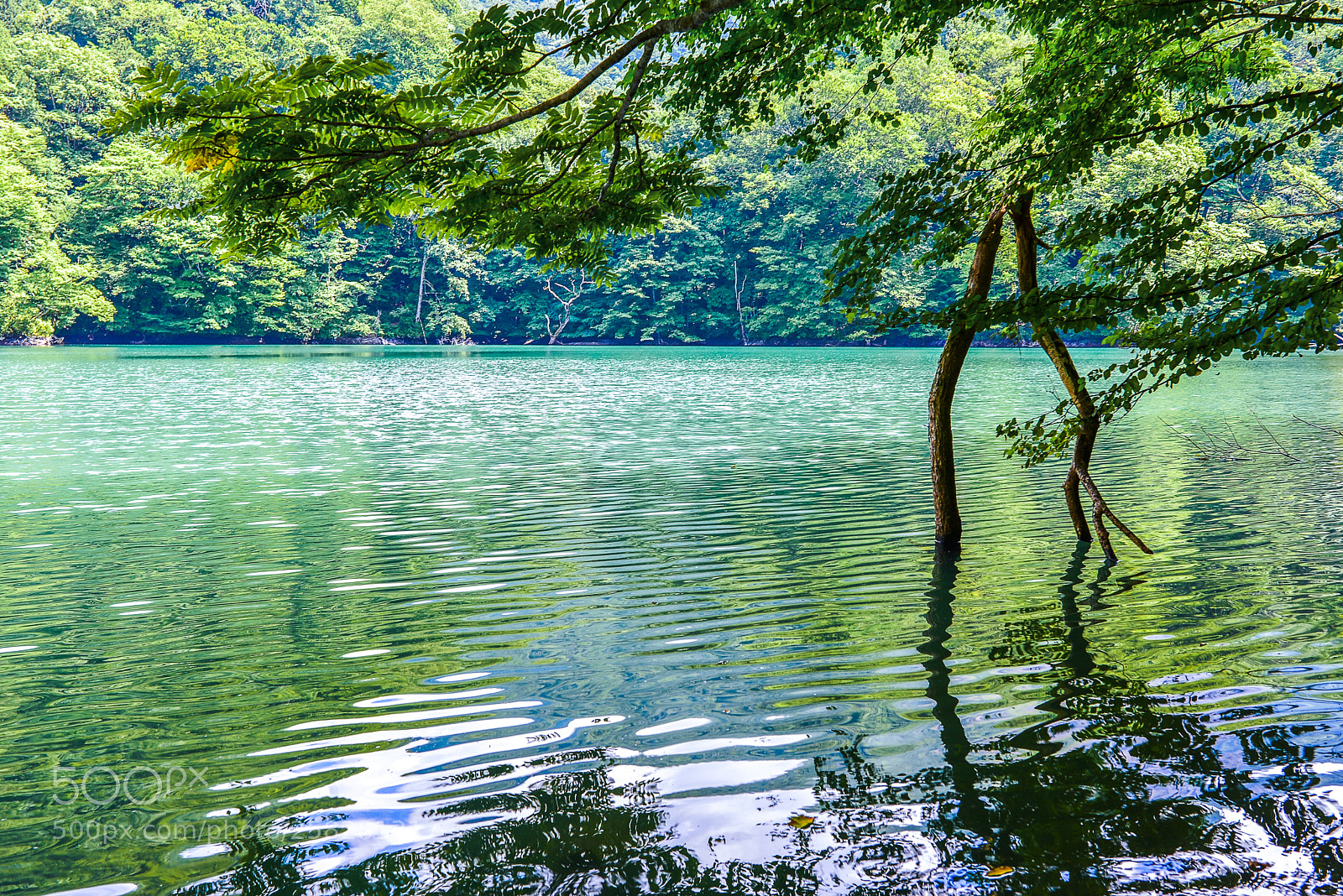 Nikon D610 sample photo. Clear green water photography