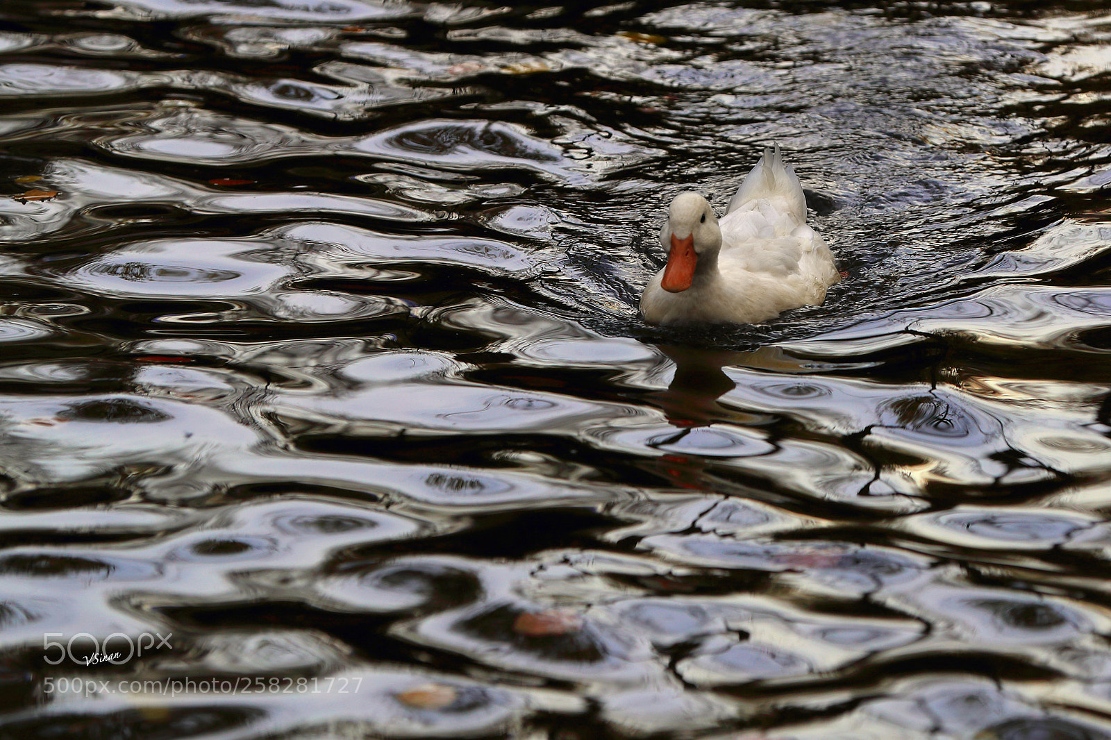 Canon EOS-1D X Mark II sample photo. Duck photography