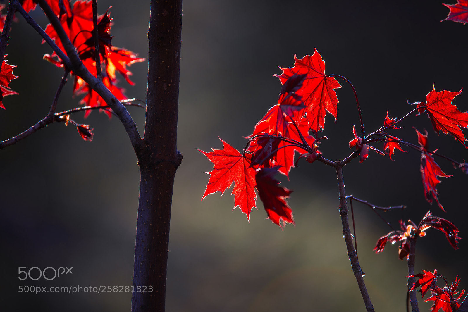 Canon EOS 5D Mark IV sample photo. In the light of photography