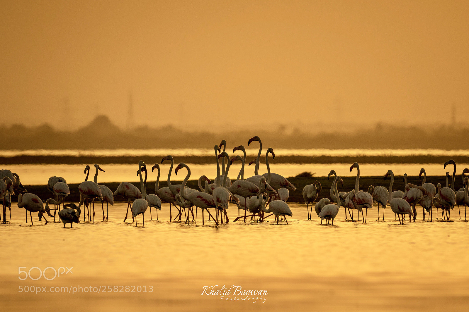 Canon EOS 7D Mark II sample photo. Flamingoes in silhouette photography