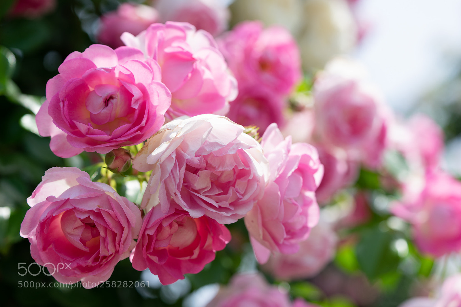 Sony a7 II sample photo. Rose photography