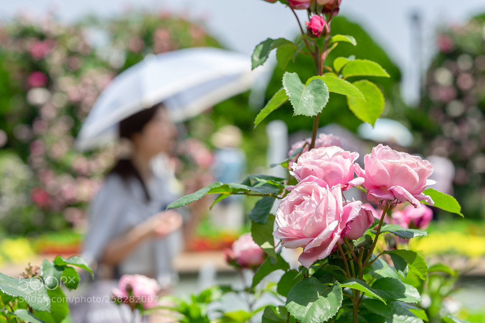 Sony a7 II sample photo. Rose photography