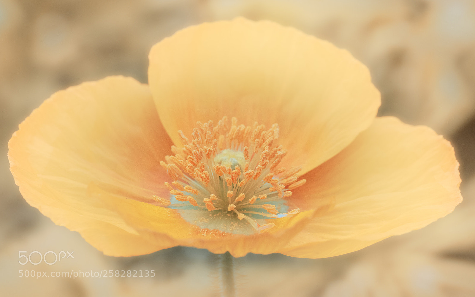 Canon EOS 7D Mark II sample photo. Yellow beauty photography