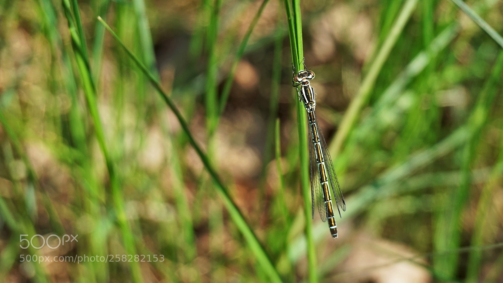 Sony Alpha a5000 (ILCE 5000) sample photo. Dragonfly photography