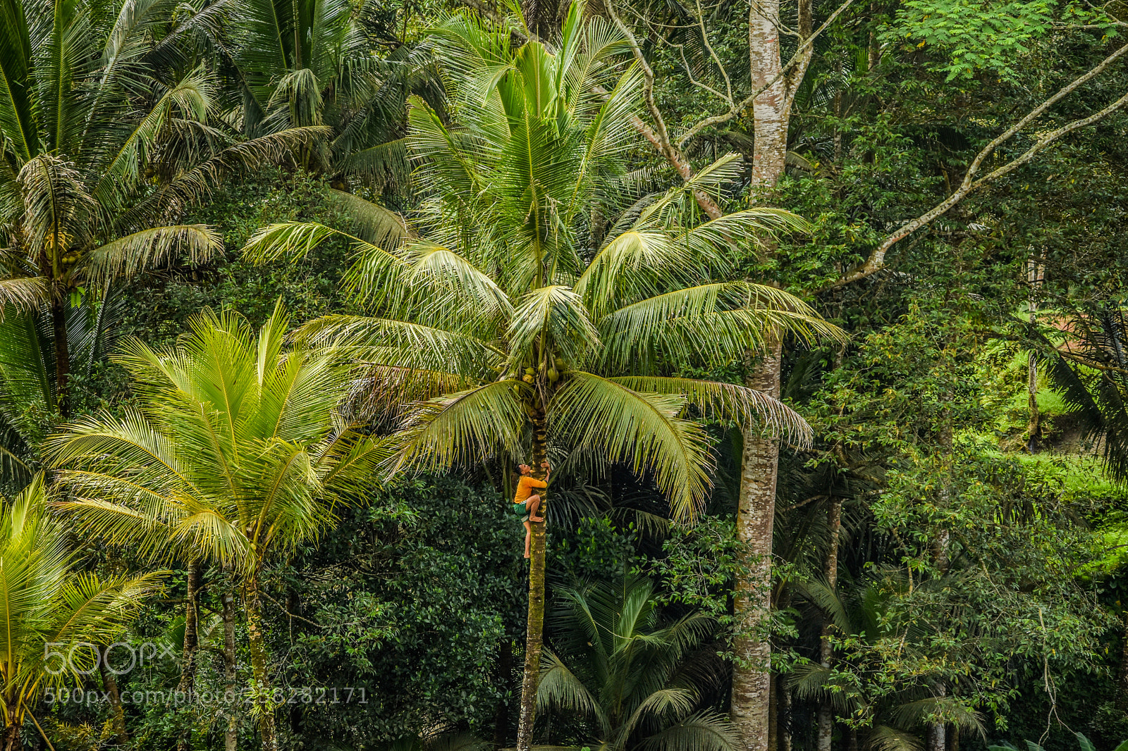 Nikon D5500 sample photo. Lr palmboom kopie photography
