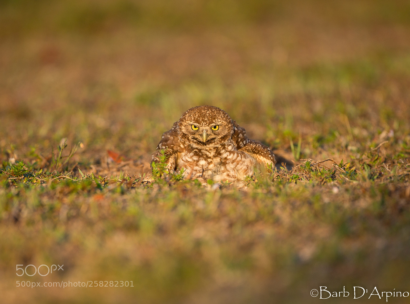 Canon EOS-1D X sample photo. Dust bath photography