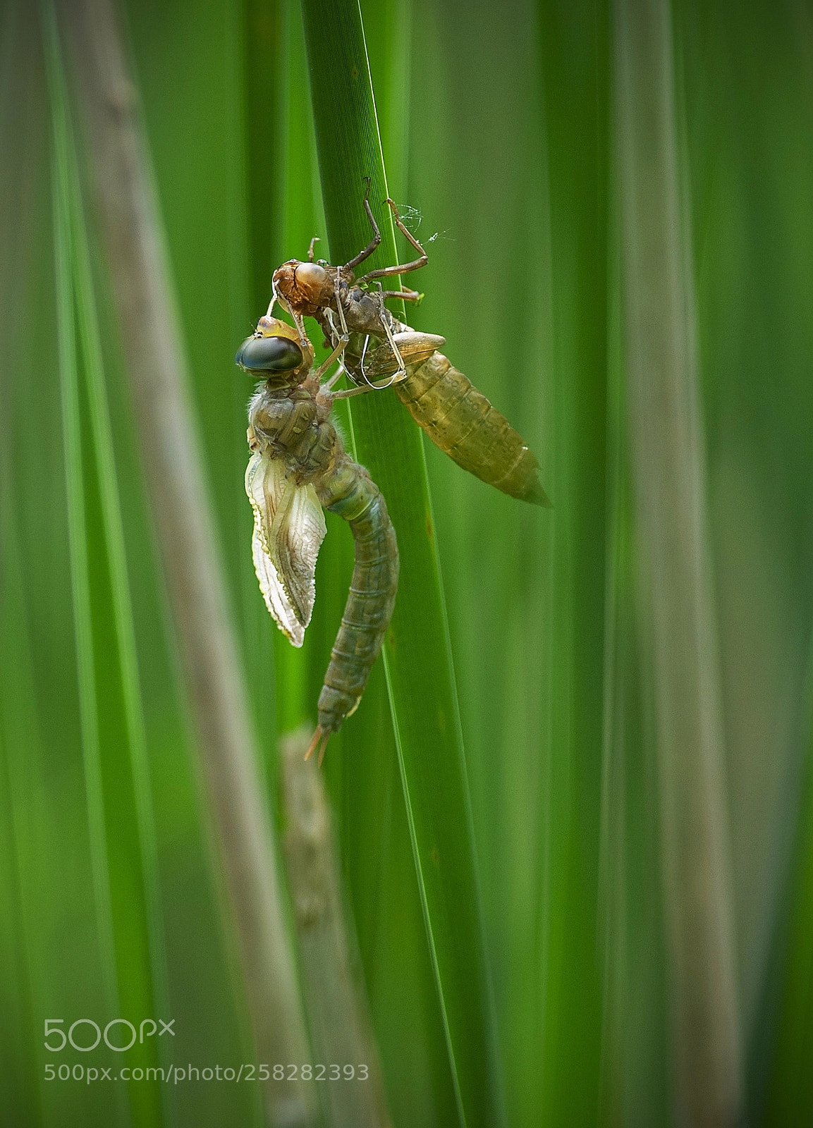Nikon D4S sample photo. Libellule et larve photography