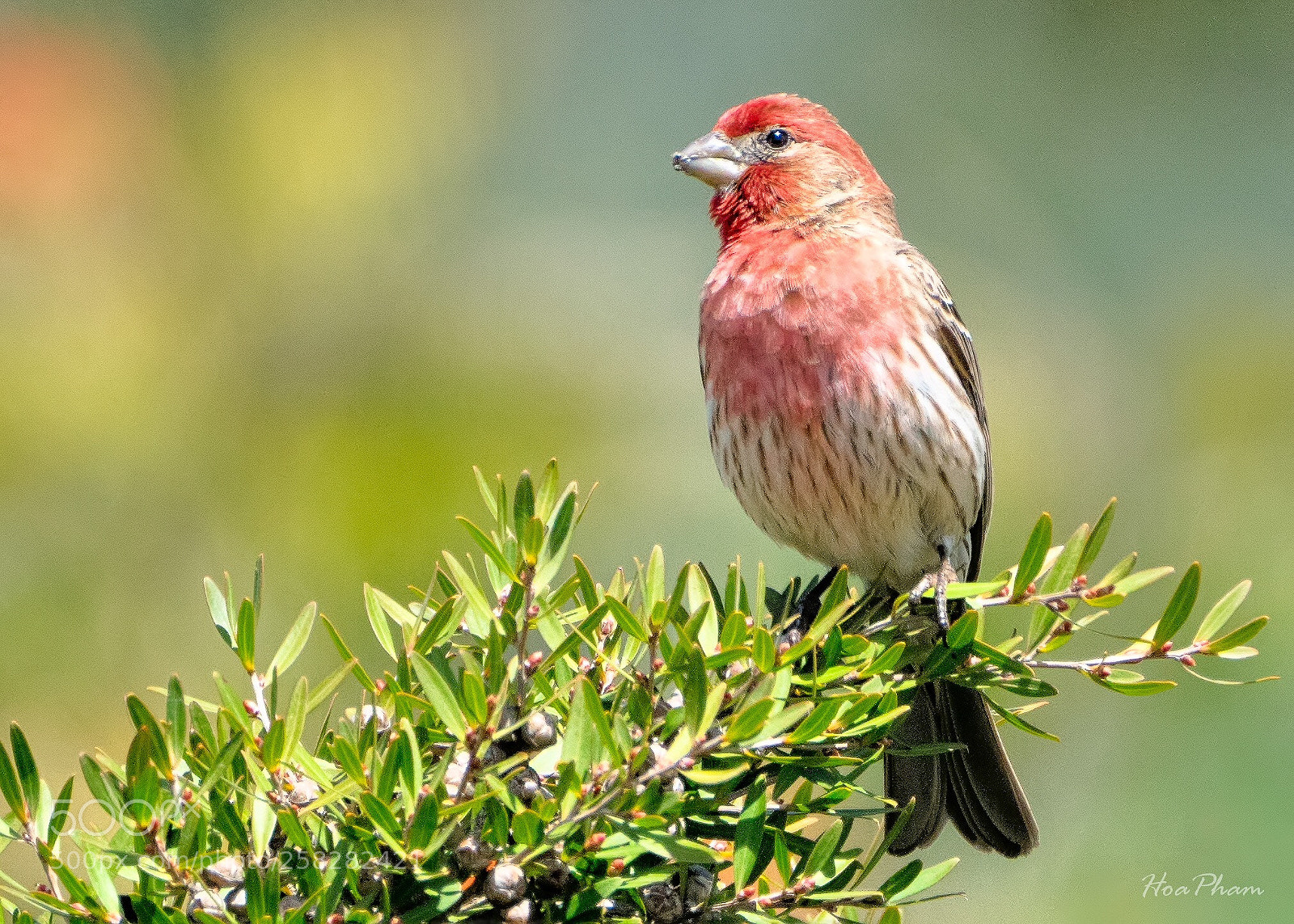 Sony a7R II sample photo. A house finch photography