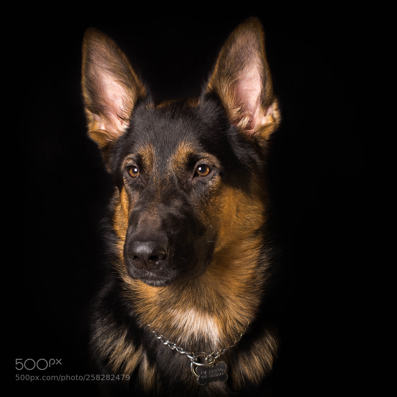 Sony SLT-A77 sample photo. German shepard, schäfer photography