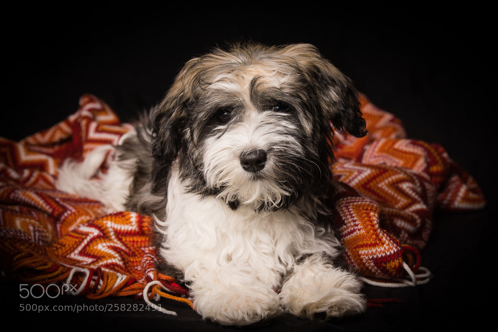 Sony SLT-A77 sample photo. Hund, dog photography