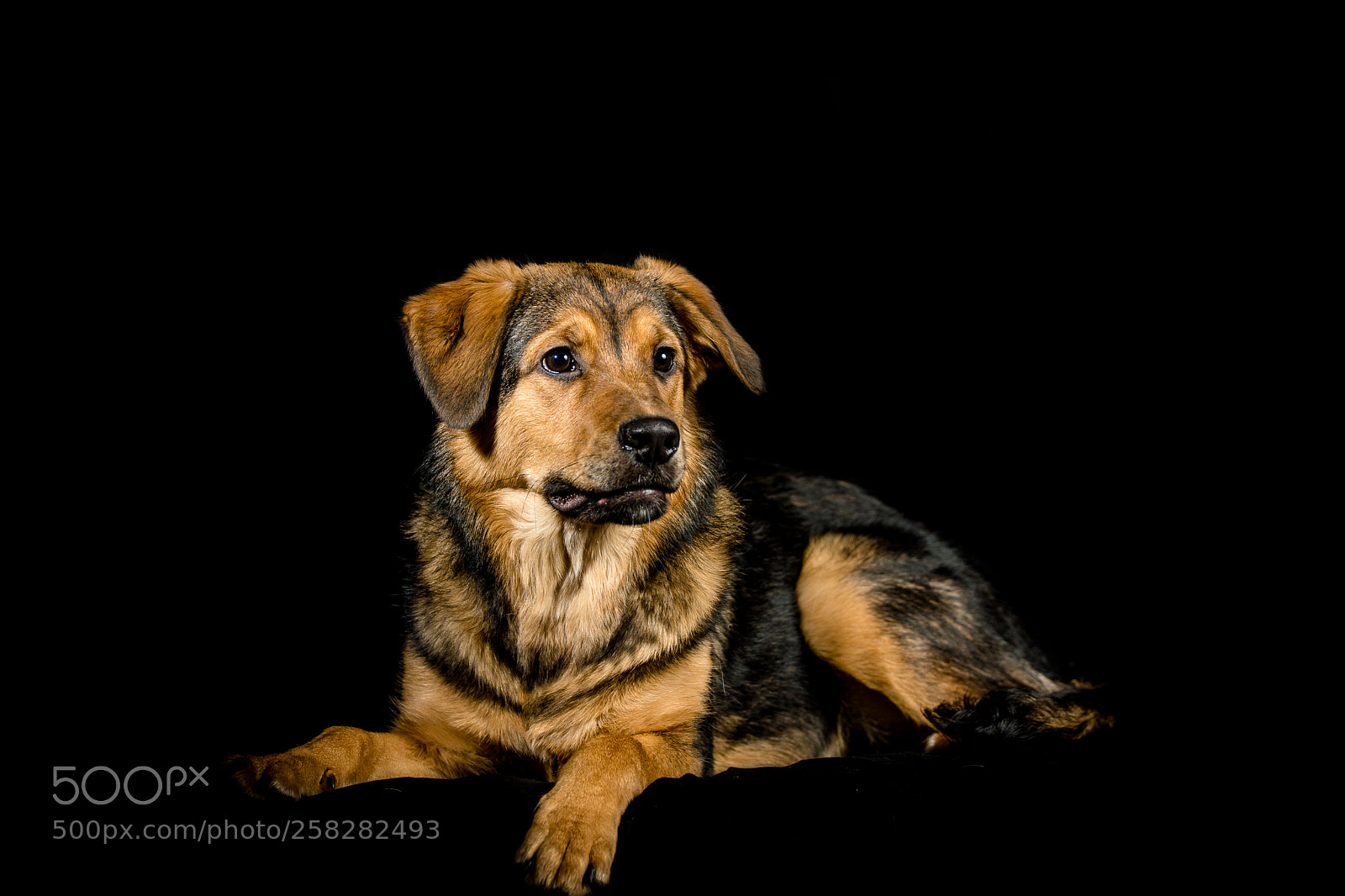 Sony SLT-A77 sample photo. Hund, dog photography